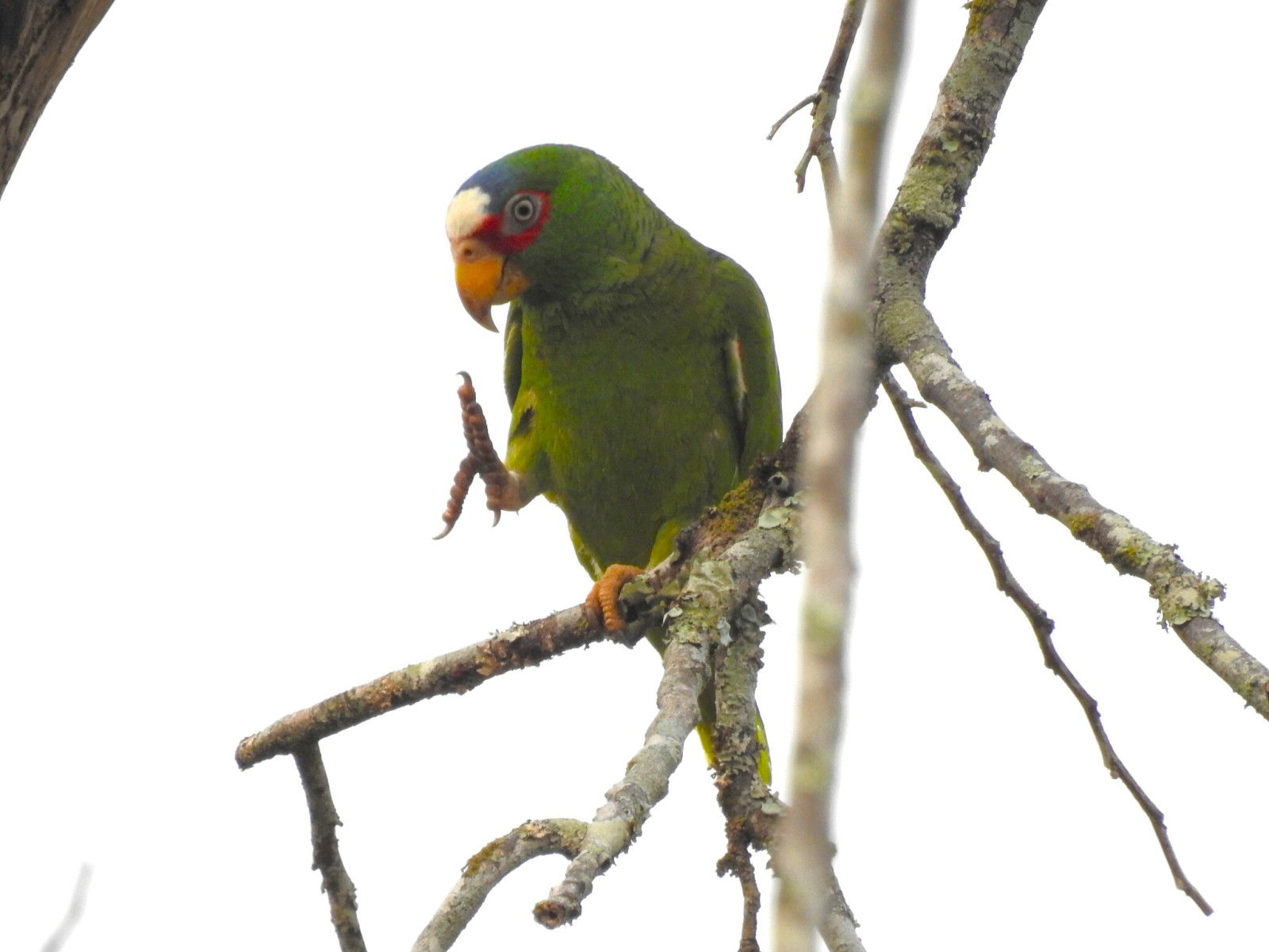 image White-fronted Parrot